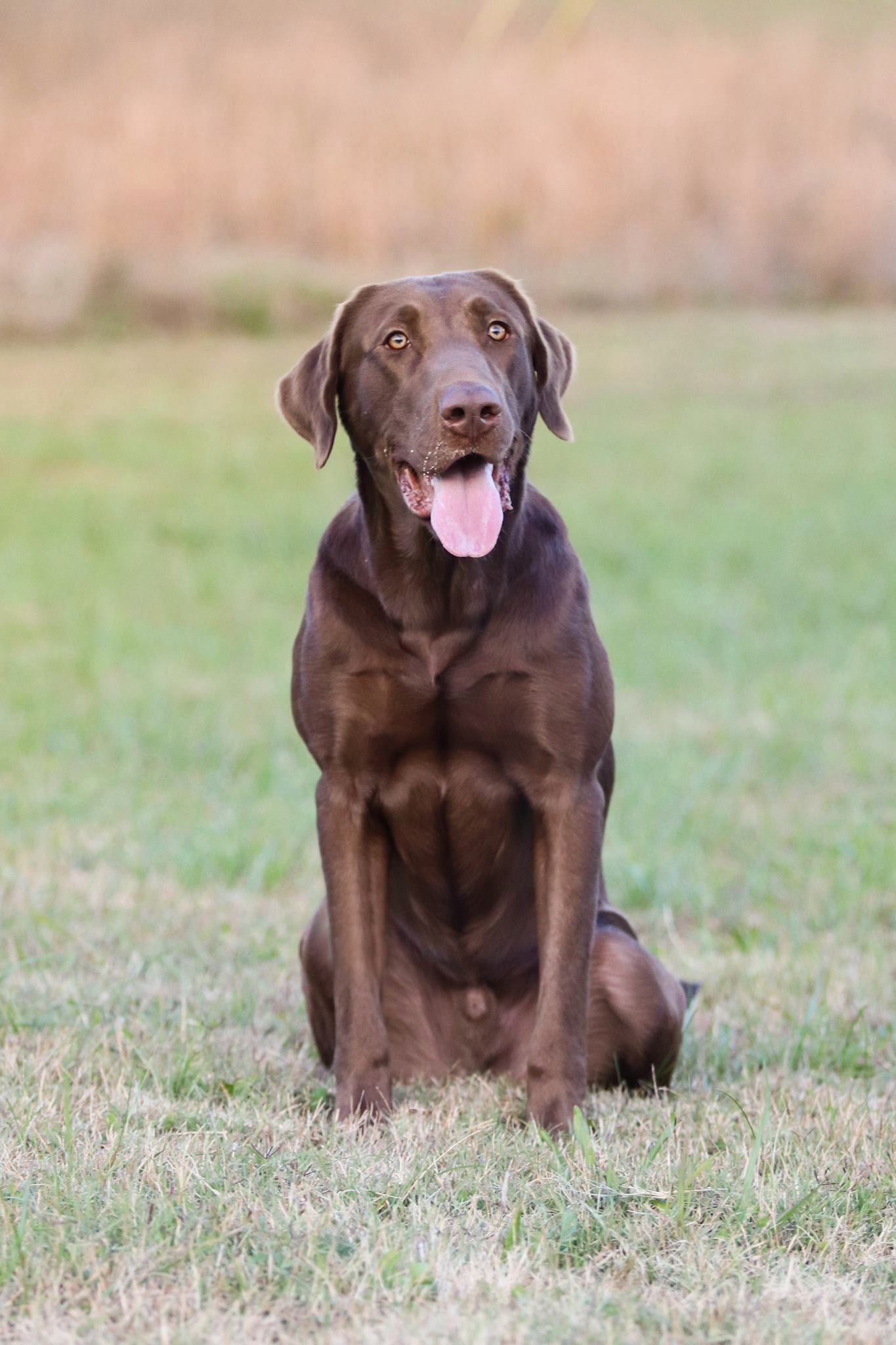 Hardy Lake's Kentucky Vintage | Chocolate Labrador Retriver