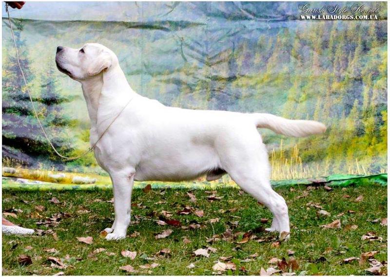 GRCH, Multi CH, JCH Junior Prince Of Wales Garish Style FT-D III | Yellow Labrador Retriver