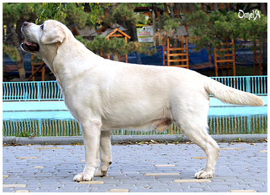 Int CH, Multi CH, GRCH Windup Barberry Prince Of Wales FT-BL.TR.(D III-2) | Yellow Labrador Retriver