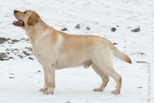 Int CH, Multi CH, GRCH Turbo Jet Od Himalajskeho Cedru FT-Duck | Yellow Labrador Retriver