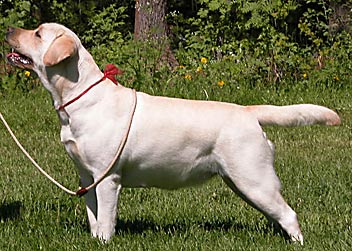 Int CH Windup Barberry Arabica Aravia FT-Duck | Yellow Labrador Retriver