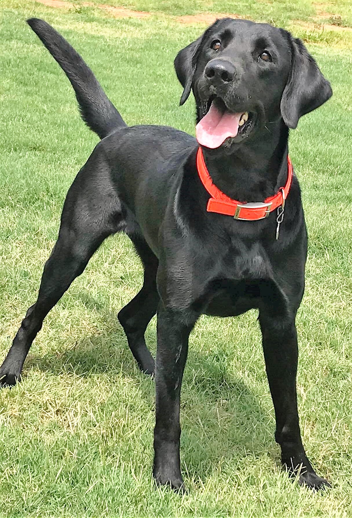 Southern Field Yukon Scout | Black Labrador Retriver