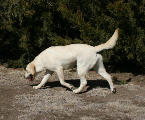 Lankas Labs Aspen Breeze | Yellow Labrador Retriver