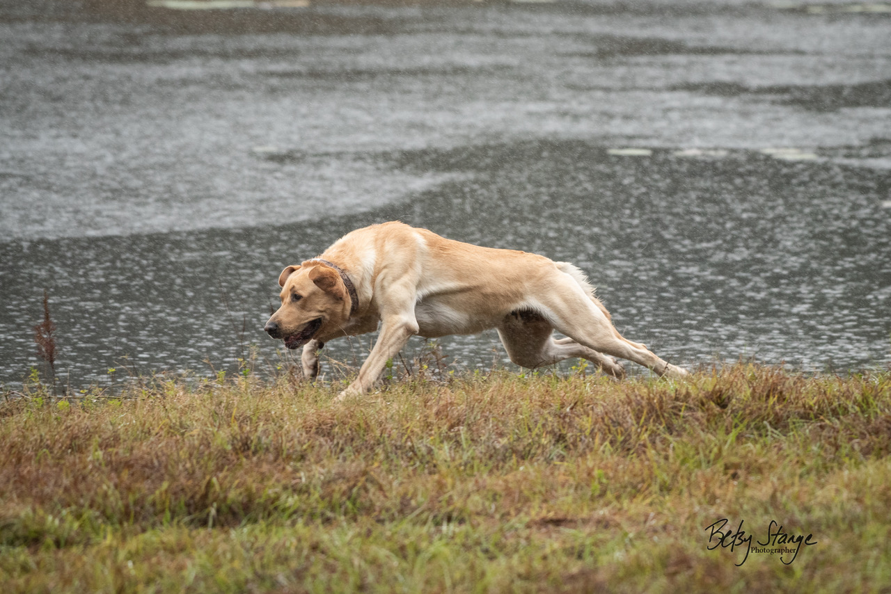 SHR Legends Diamond In The Rock JH | Yellow Labrador Retriver