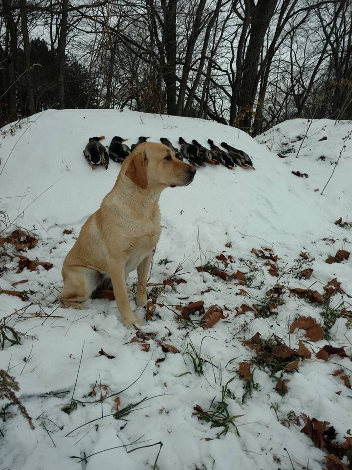 SHR UH Lydia's Auglaize Duck Dynasty Sadie | Yellow Labrador Retriver