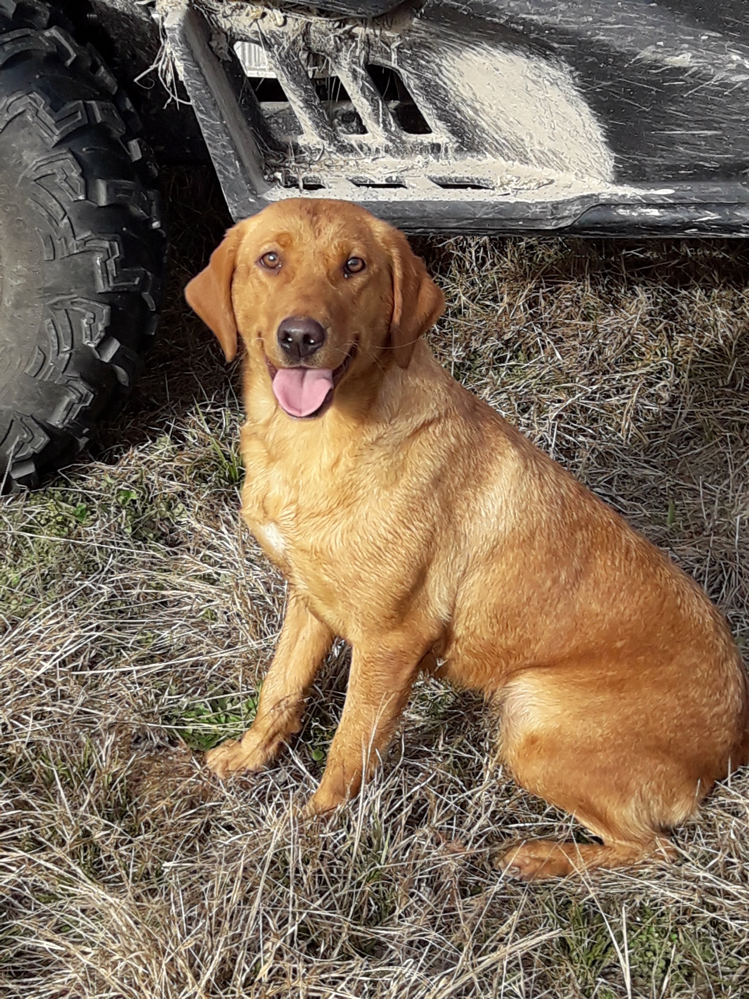 Briarmarsh's Sugar & Spice | Yellow Labrador Retriver