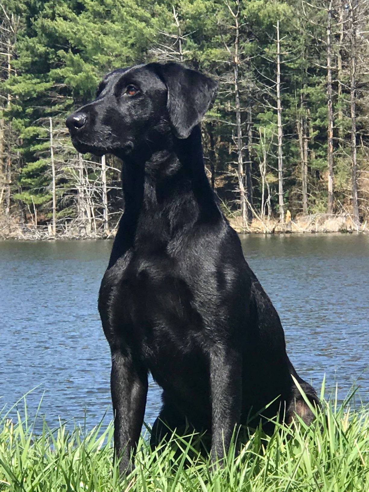 PJ's Riverboat Queen MH, MNH | Black Labrador Retriver