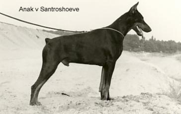 Anak v. Santroshoeve | Black Doberman Pinscher