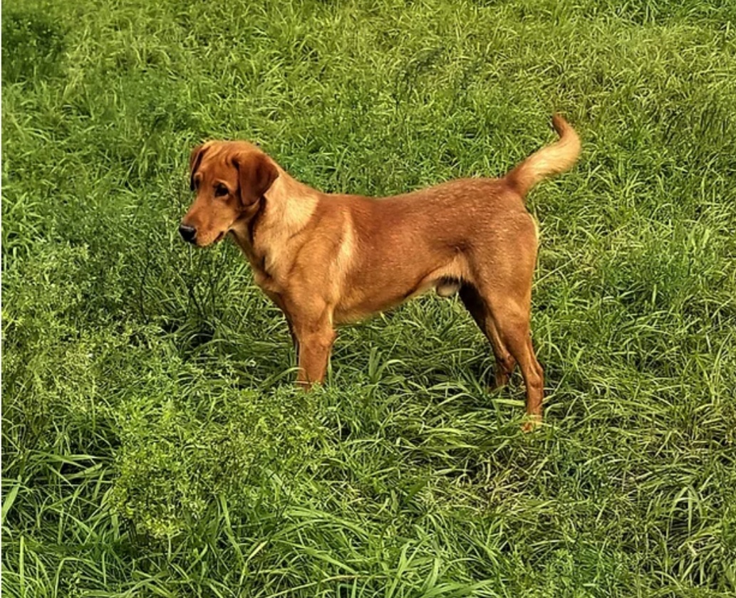 Tdks Razor Sharp | Yellow Labrador Retriver