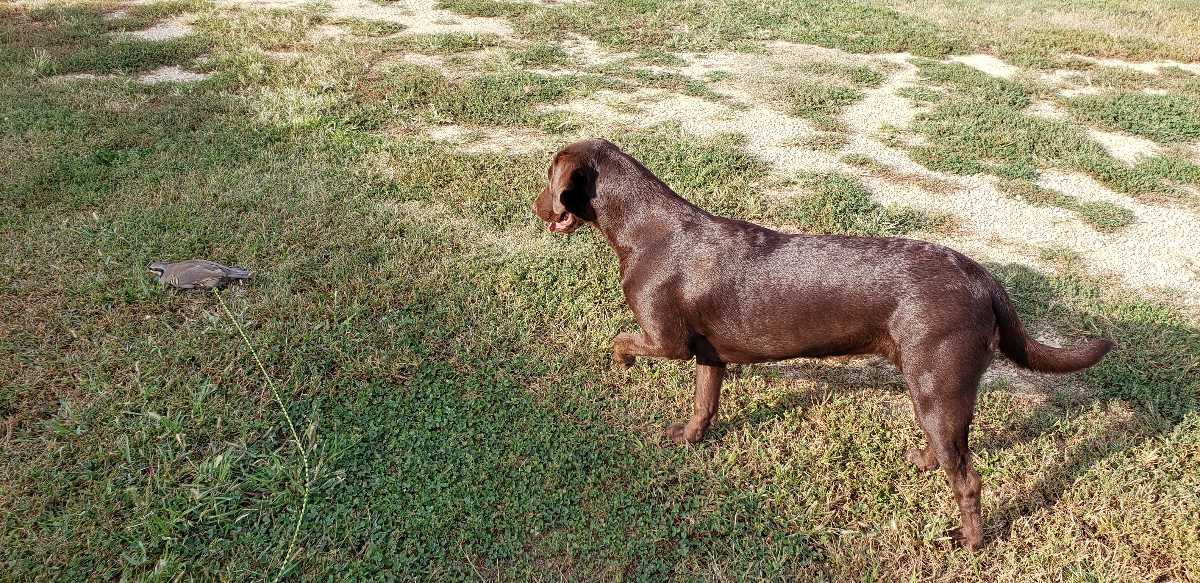 Westy's Bella's One Way Point Of Slr | Chocolate Labrador Retriver