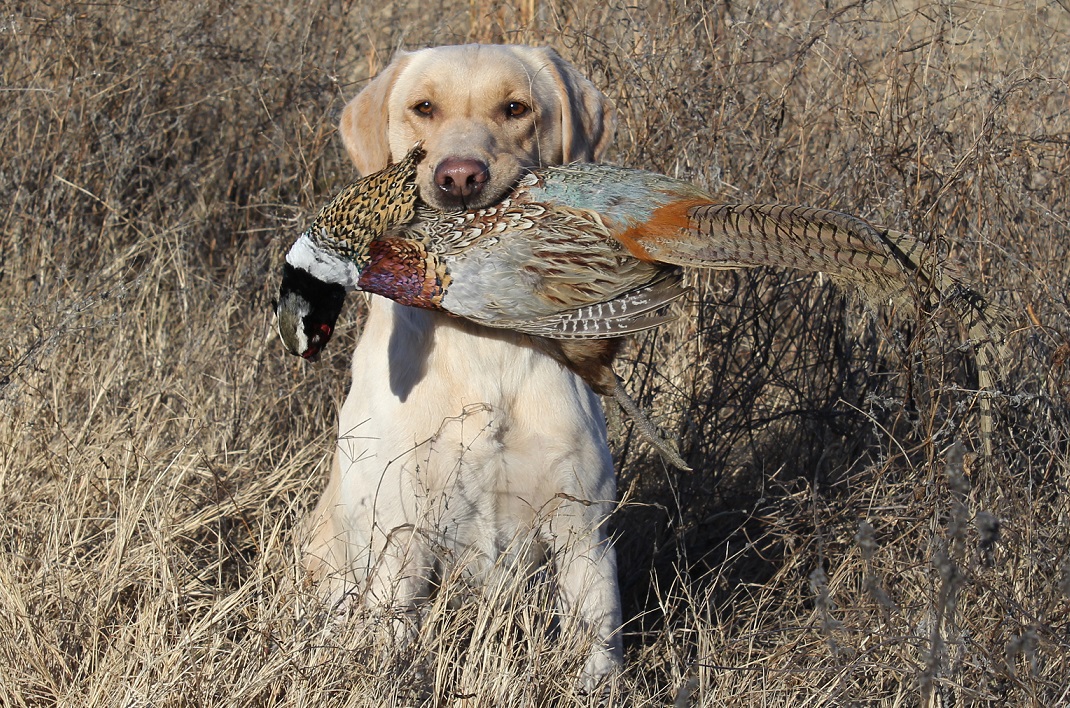 HRCH UH Imperials Notorious | Yellow Labrador Retriver