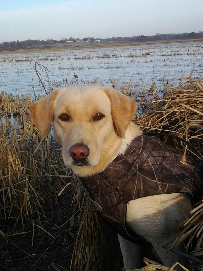 HRCH Five Oaks Imperial American Girl | Yellow Labrador Retriver