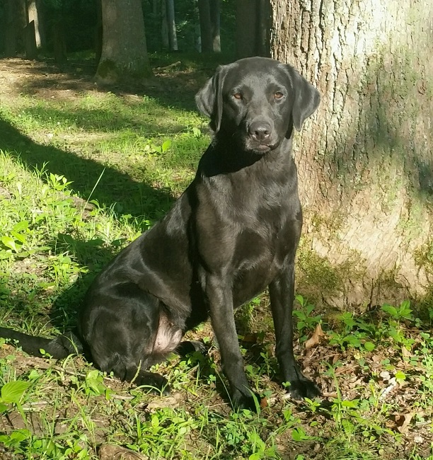 HR Midnight Mattye Of Cornerstone | Black Labrador Retriver