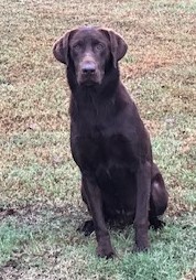 SHR Caney River's Muddy Bottoms | Chocolate Labrador Retriver