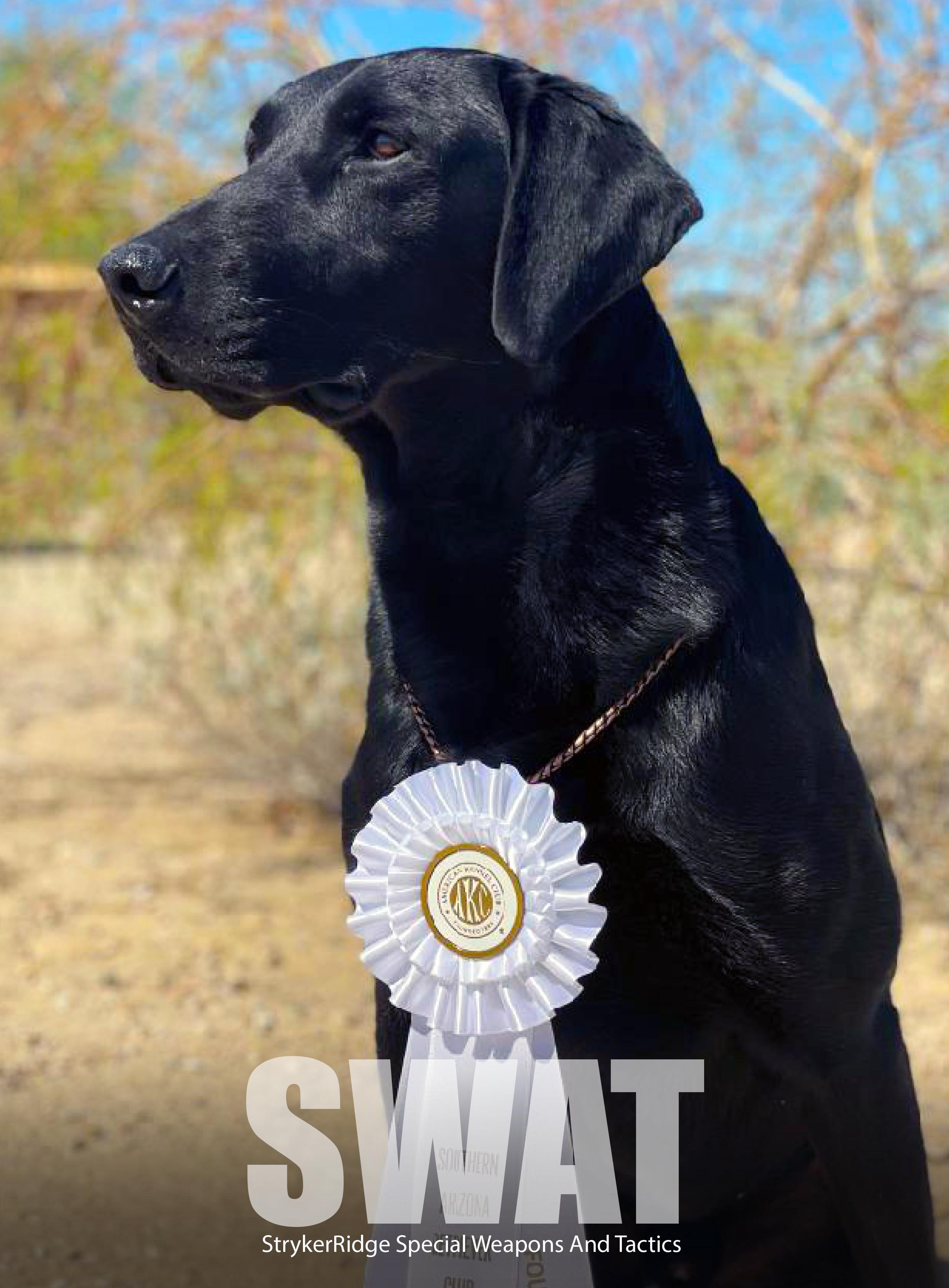 StrykerRidge Special Weapons And Tactics - SWAT QAA | Black Labrador Retriver