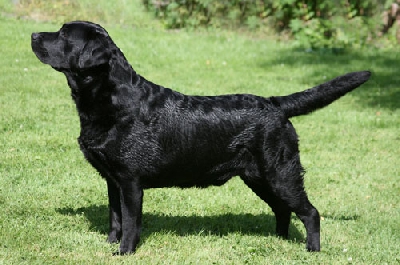 CH.INT/NL/LUX/DE Chablais Your Place Or Mine | Black Labrador Retriver