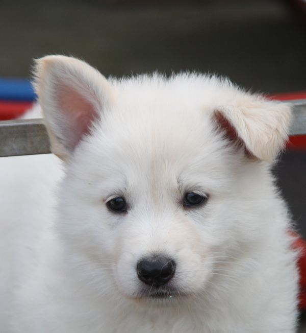 Enja vom Severihof | White Swiss Shepherd Dog 