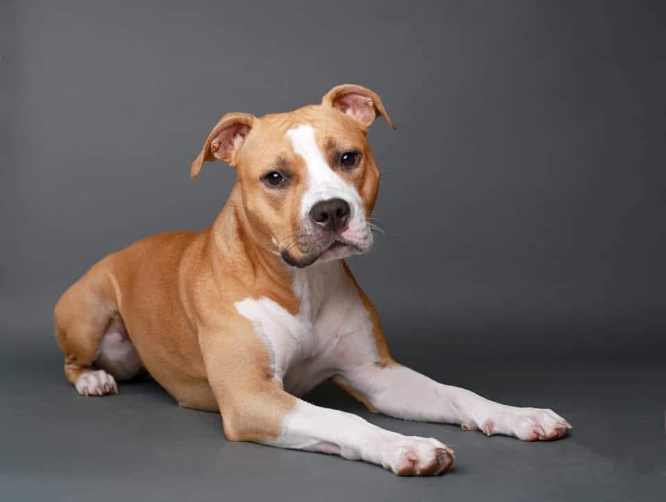 Polar Express I Twist the Drama | American Staffordshire Terrier 