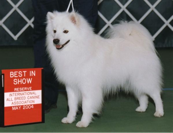 Whytepine's Rewind of Pepe | American Eskimo Dog 