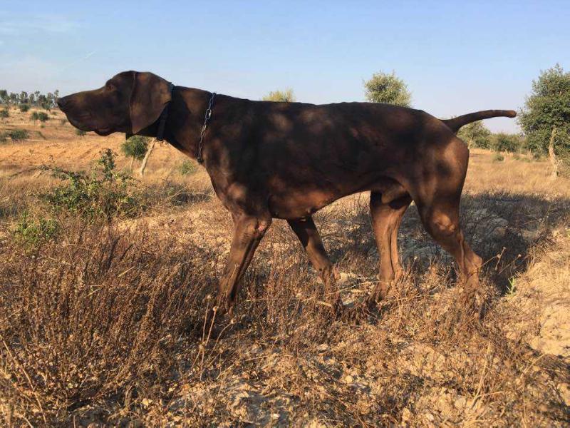 Hans de Valexance | German Shorthaired Pointer 