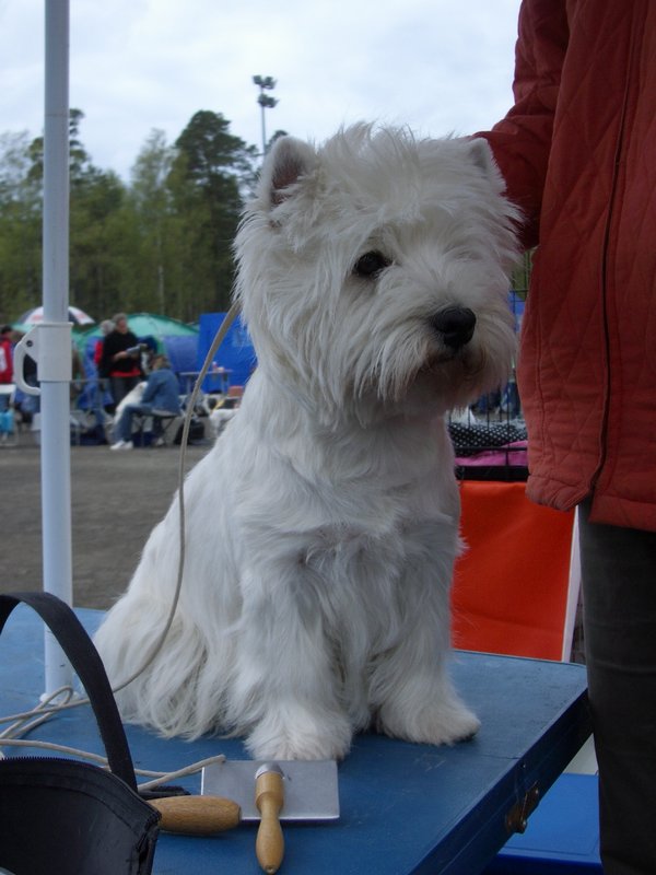 Shot Adoxa | West Highland White Terrier 