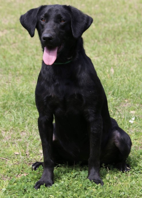 Crumpler's Faith Trust And Pixie Dust | Black Labrador Retriver