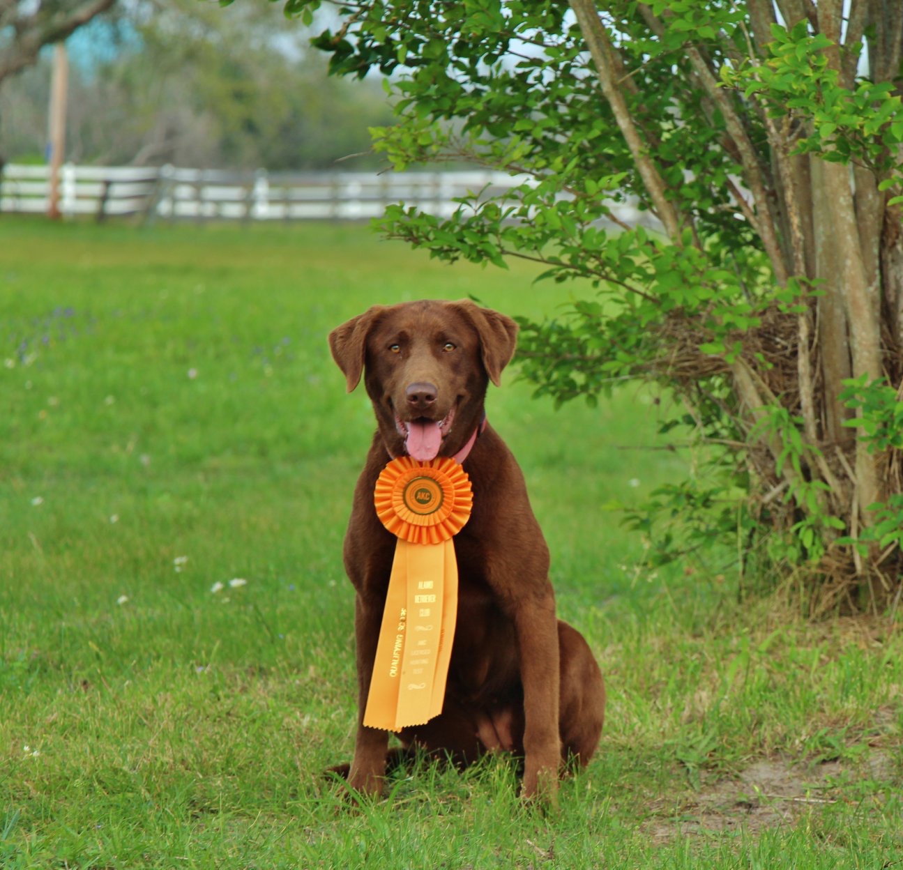 Bustin’ Waters Lady Liberty MH | Chocolate Labrador Retriver