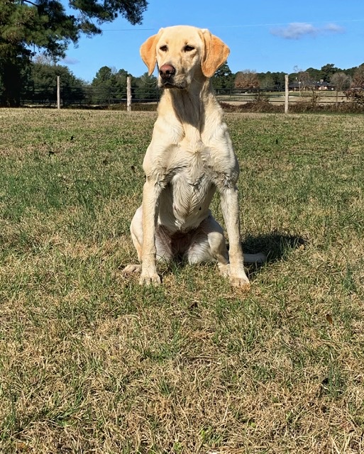 Sbr Skypers Ahoy Mayberry | Yellow Labrador Retriver