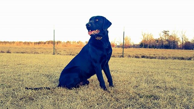 Marshalls Dak | Black Labrador Retriver