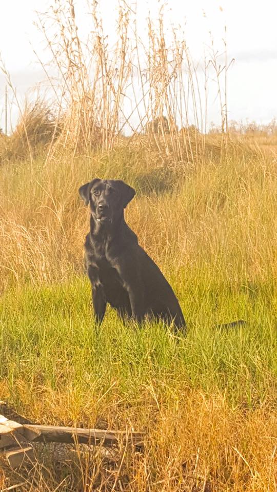 Marshall's Ruby | Black Labrador Retriver