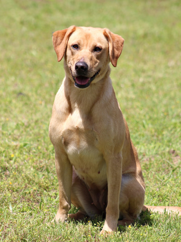 HRCH Michaels Rollin' Hills Reece | Yellow Labrador Retriver