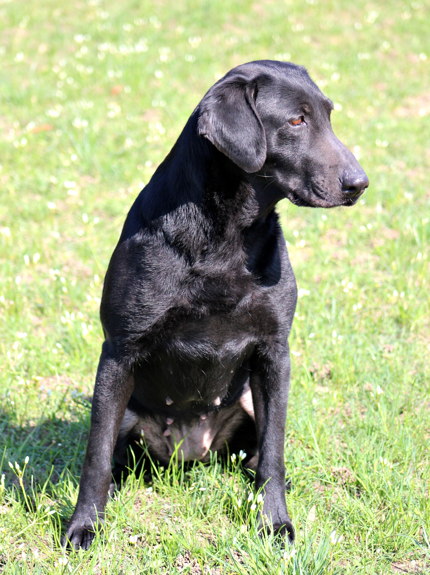 Scott's Warlord Of Bullet | Black Labrador Retriver