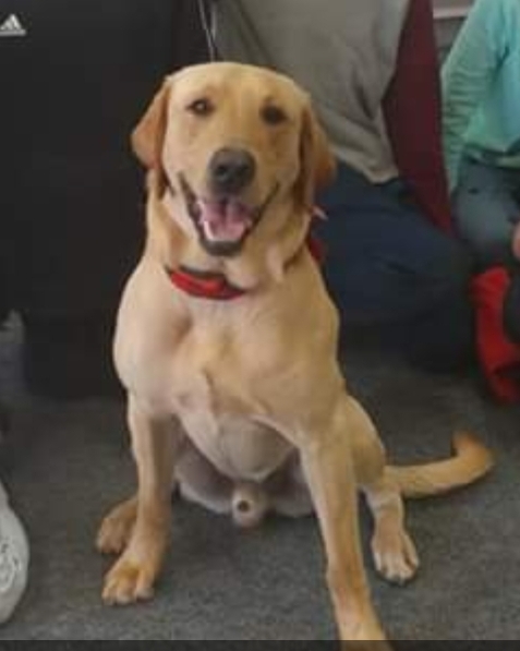 Sunny Skies Kennison's Diamond Star Of James | Yellow Labrador Retriver