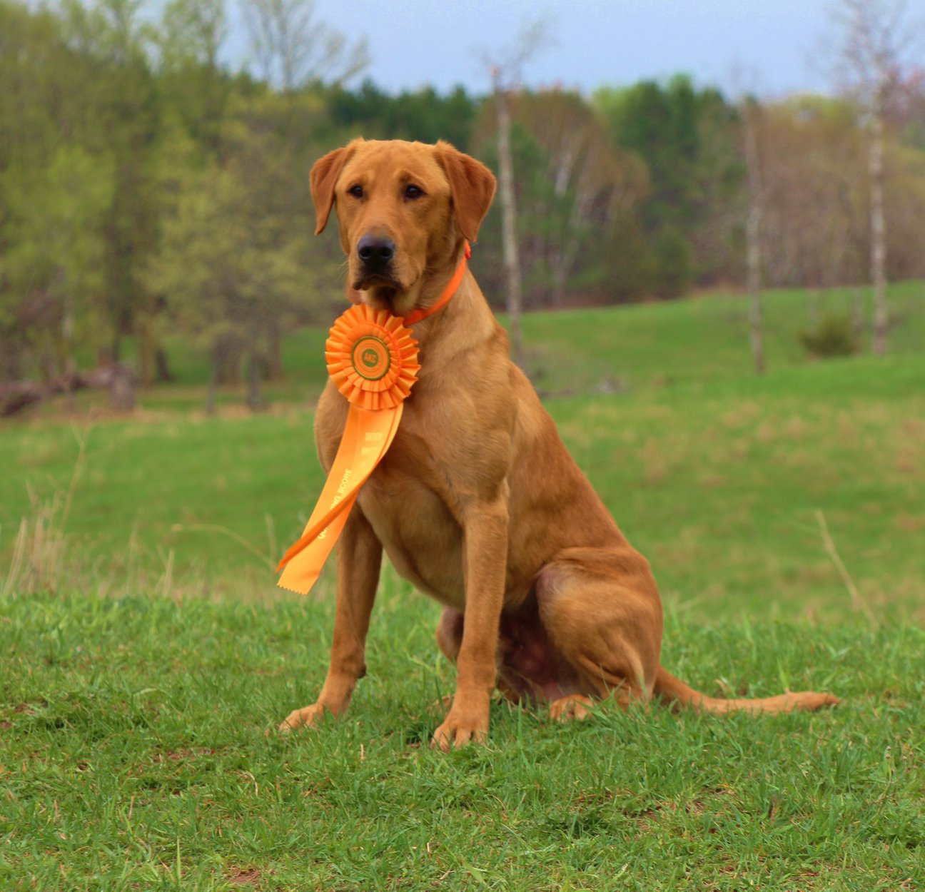 Teka’s Honker Hunk-A-Lou MH QA2 | Yellow Labrador Retriver