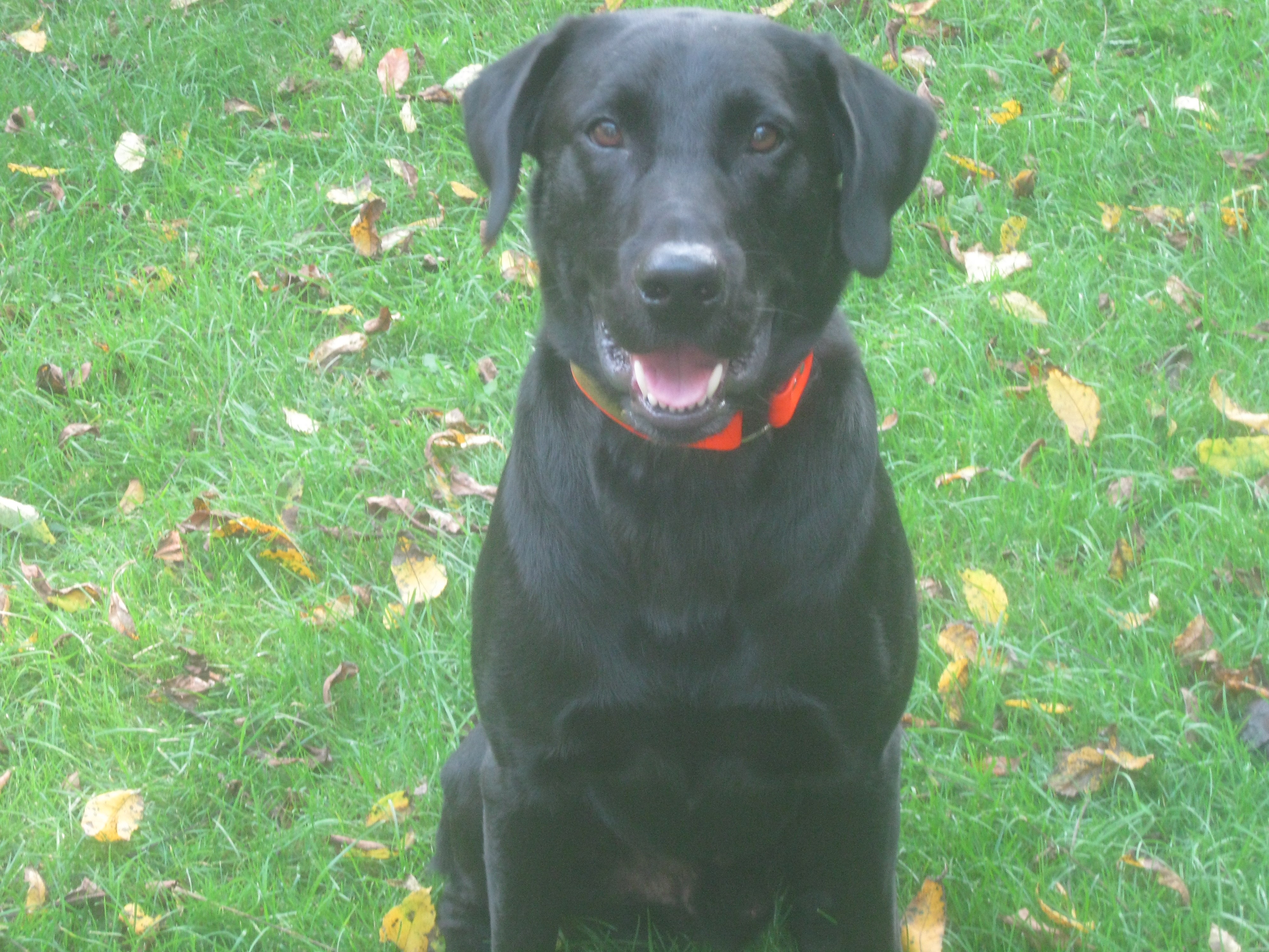 Brandy's Gypsy Songman MH | Black Labrador Retriver