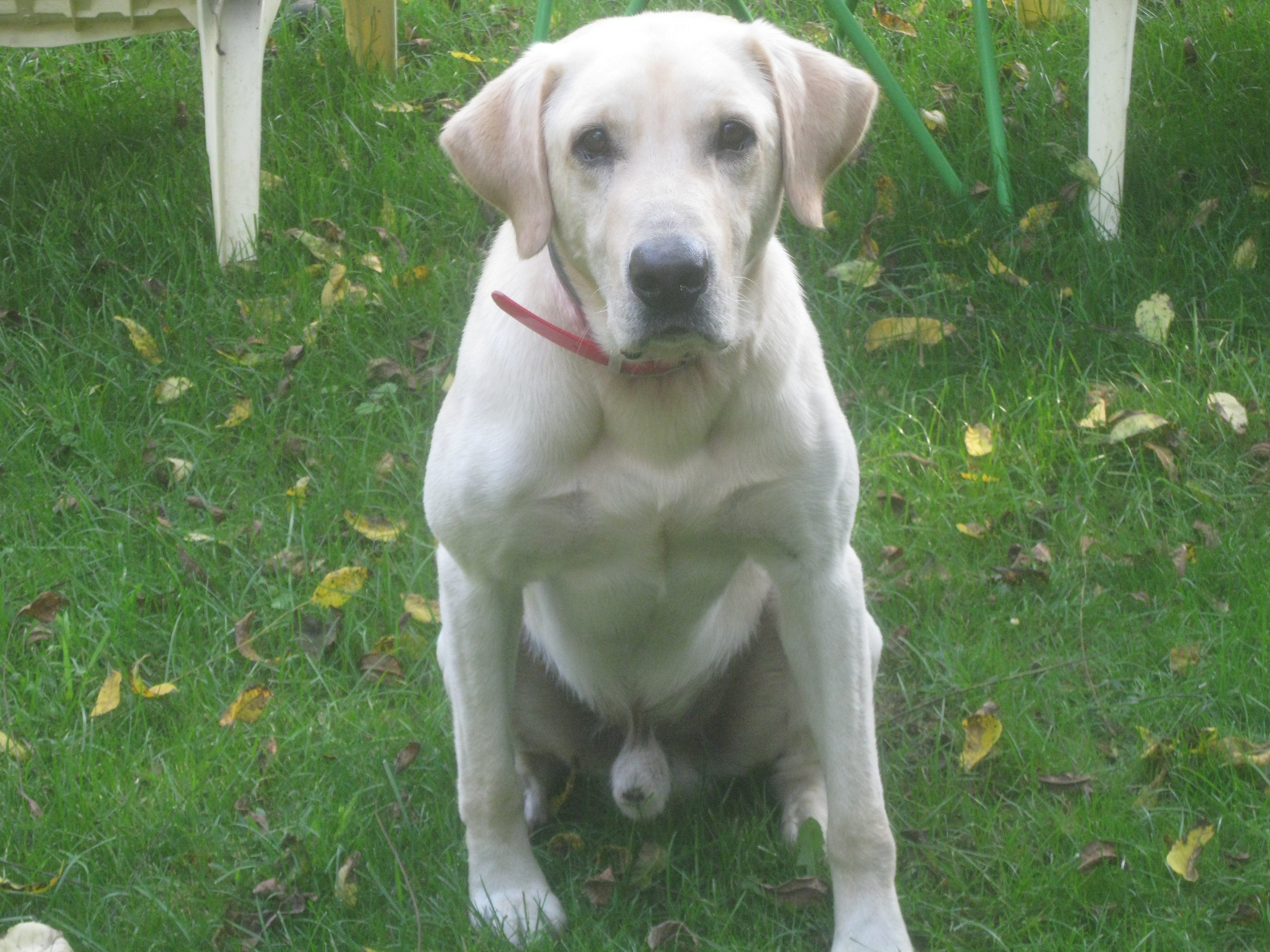 Brandy's Dirty White Boy MH | Yellow Labrador Retriver