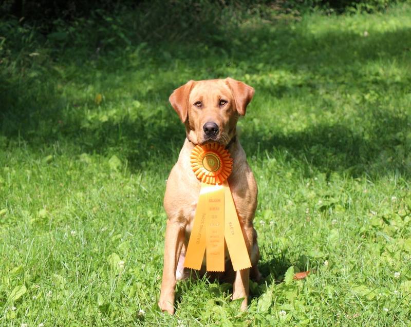 Romeo's Amazing Grace MH | Yellow Labrador Retriver