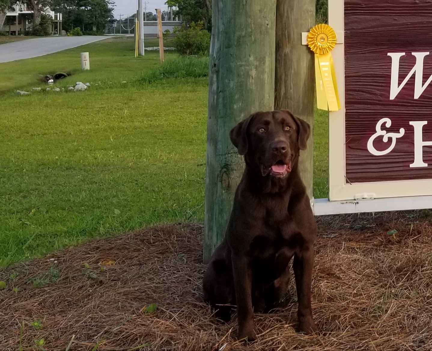 Hanks Coresound Traditions MH | Chocolate Labrador Retriver