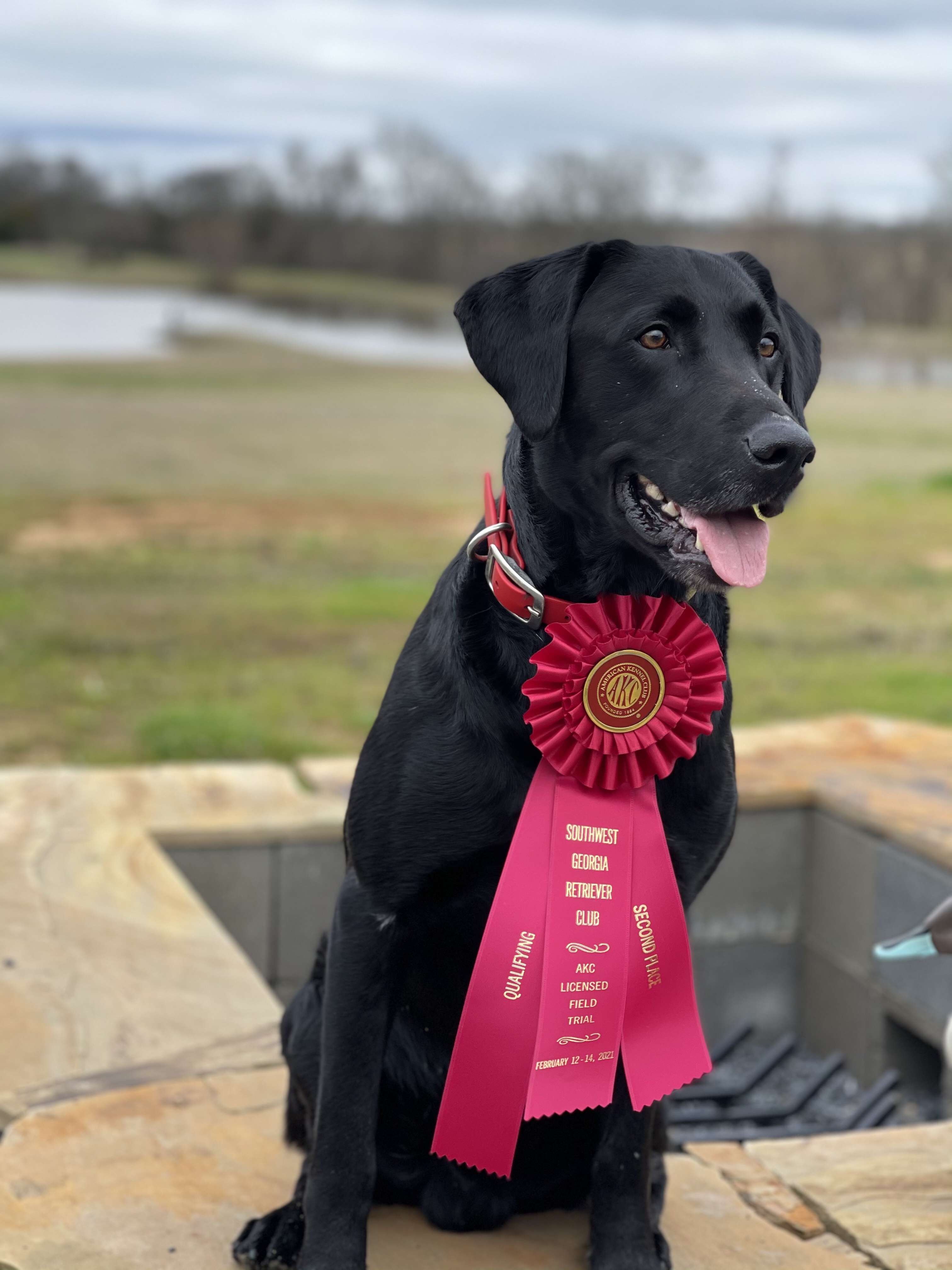 Bayou Teche Reverend Mr. Black QAA | Black Labrador Retriver