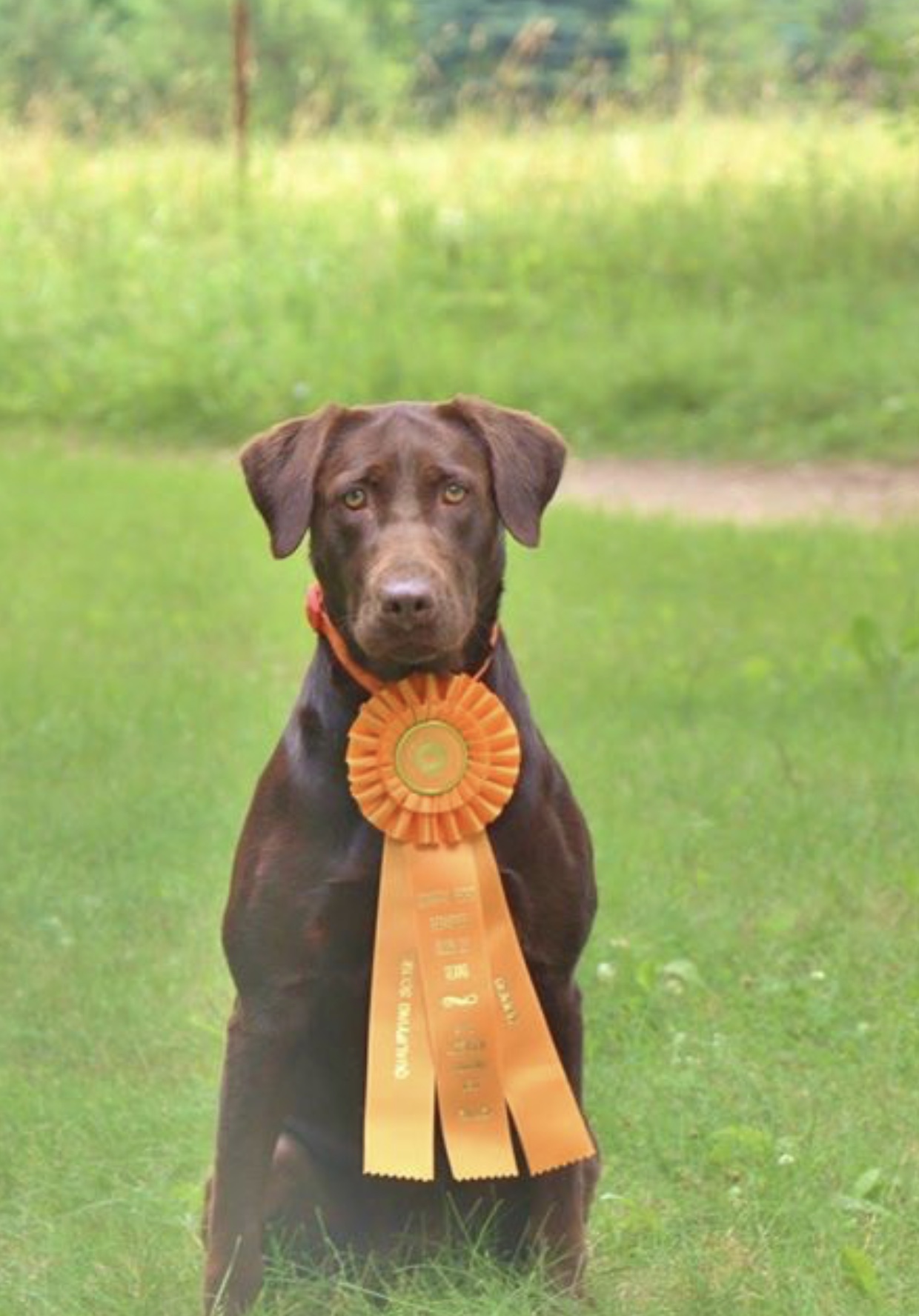 Tango's The Magic Contender | Chocolate Labrador Retriver