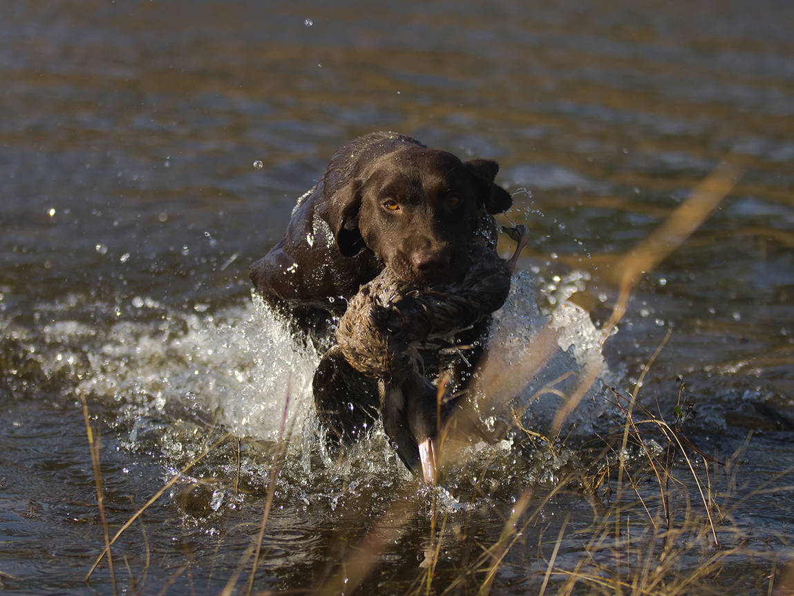 HRCH Colaparchee Dirt Road Rebel MH | Chocolate Labrador Retriver