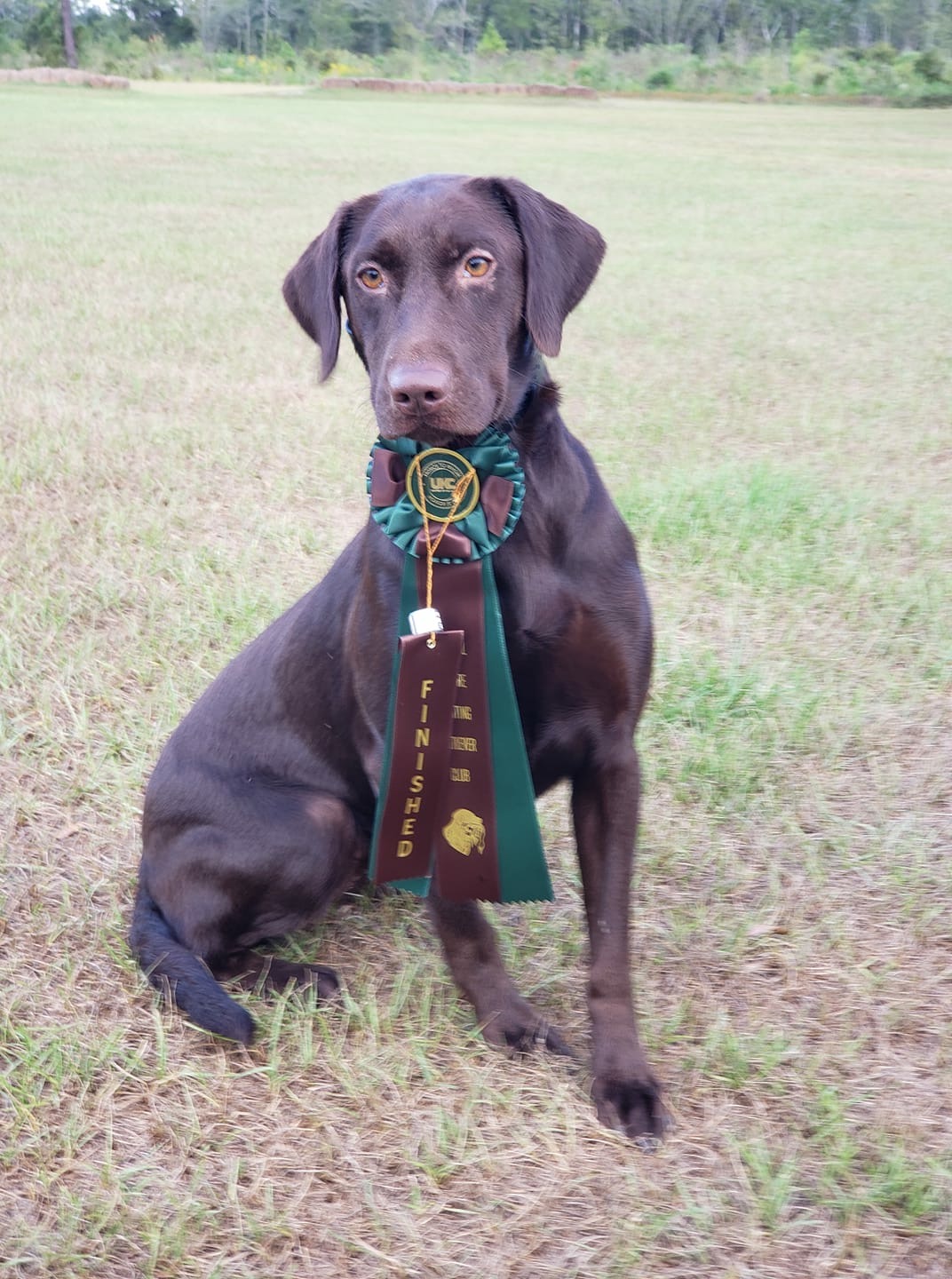 HRCH Colaparchee Dirt Road Rebel MH | Chocolate Labrador Retriver