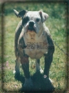 SBK's the Benz of Bulldogges | Olde English Bulldogge 