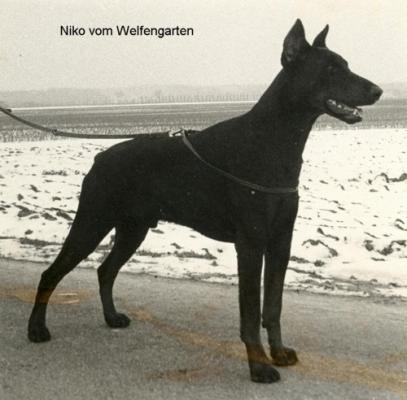 Niko v. Welfengarten | Black Doberman Pinscher