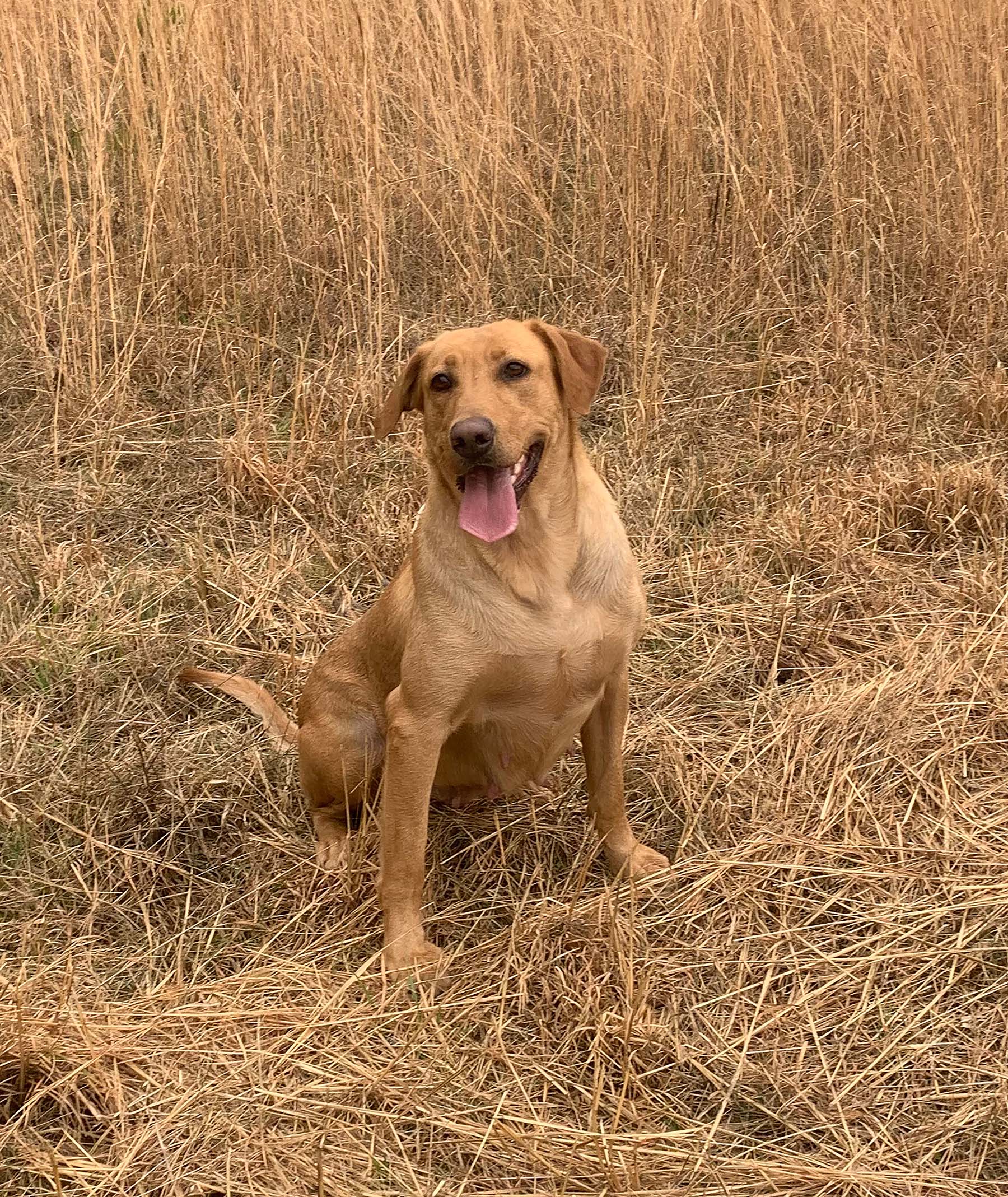 HRCH Colaparchee Sunrise In Dixie Land MH | Yellow Labrador Retriver