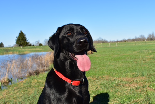 SHR Deep Run Here's Your One Chance | Black Labrador Retriver