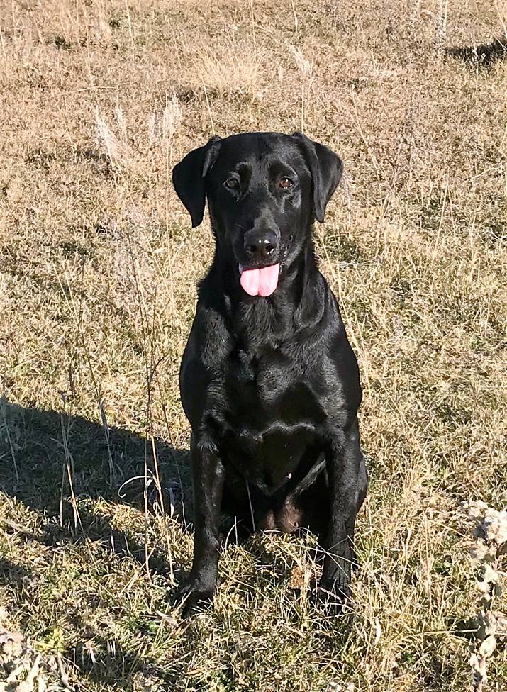 HRCH Y-Farms Grade A Lean Cut Brisket MH | Black Labrador Retriver