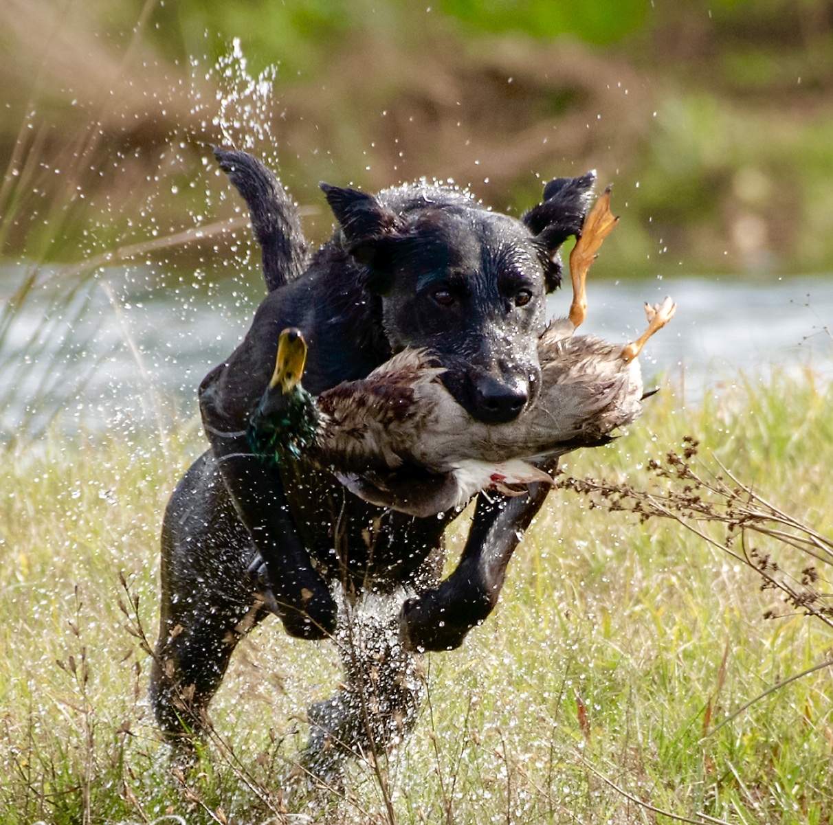 Watermark's Gallows Super Moon MH | Black Labrador Retriver