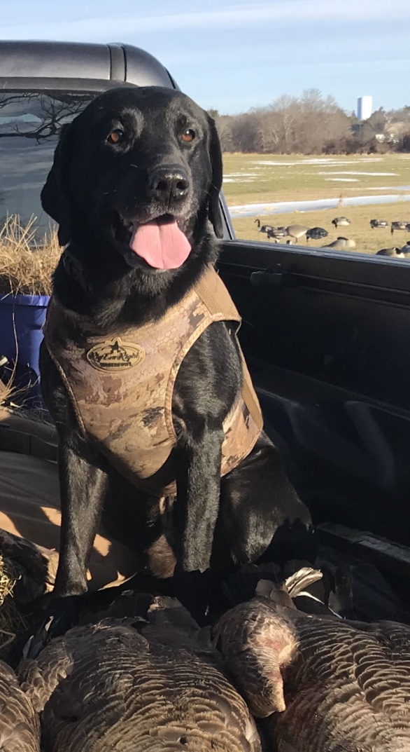 Pine Grove's Italian Stallion | Black Labrador Retriver