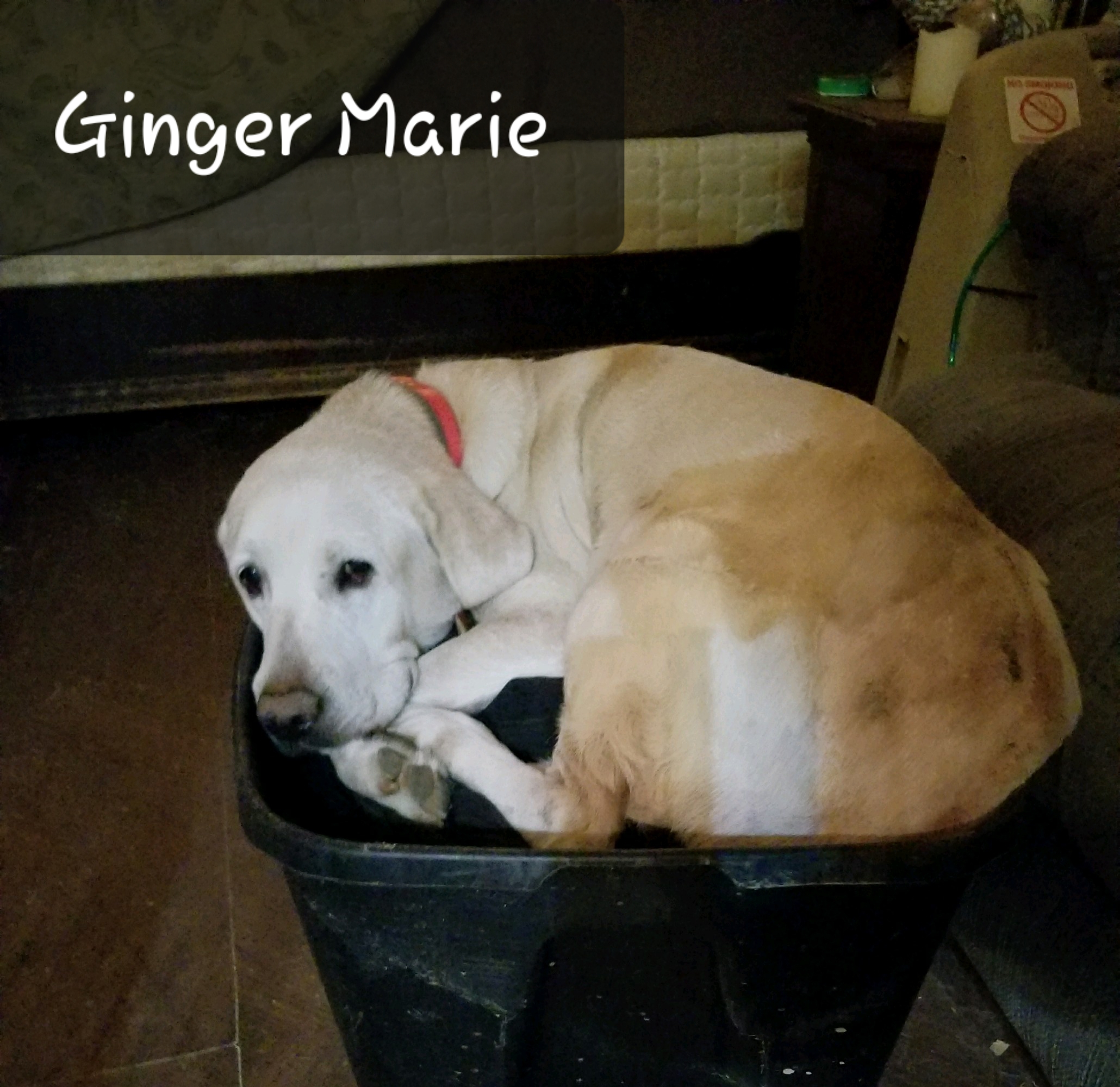 Trinity's Ginger By Drake | Yellow Labrador Retriver